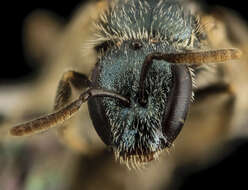 Image of Lasioglossum longifrons (Baker 1906)