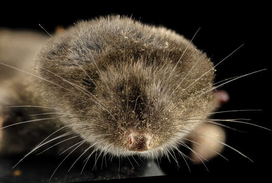 Image of American short-tailed shrew