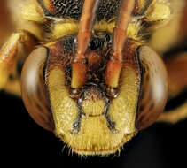 Image of Nomada affabilis Cresson 1878