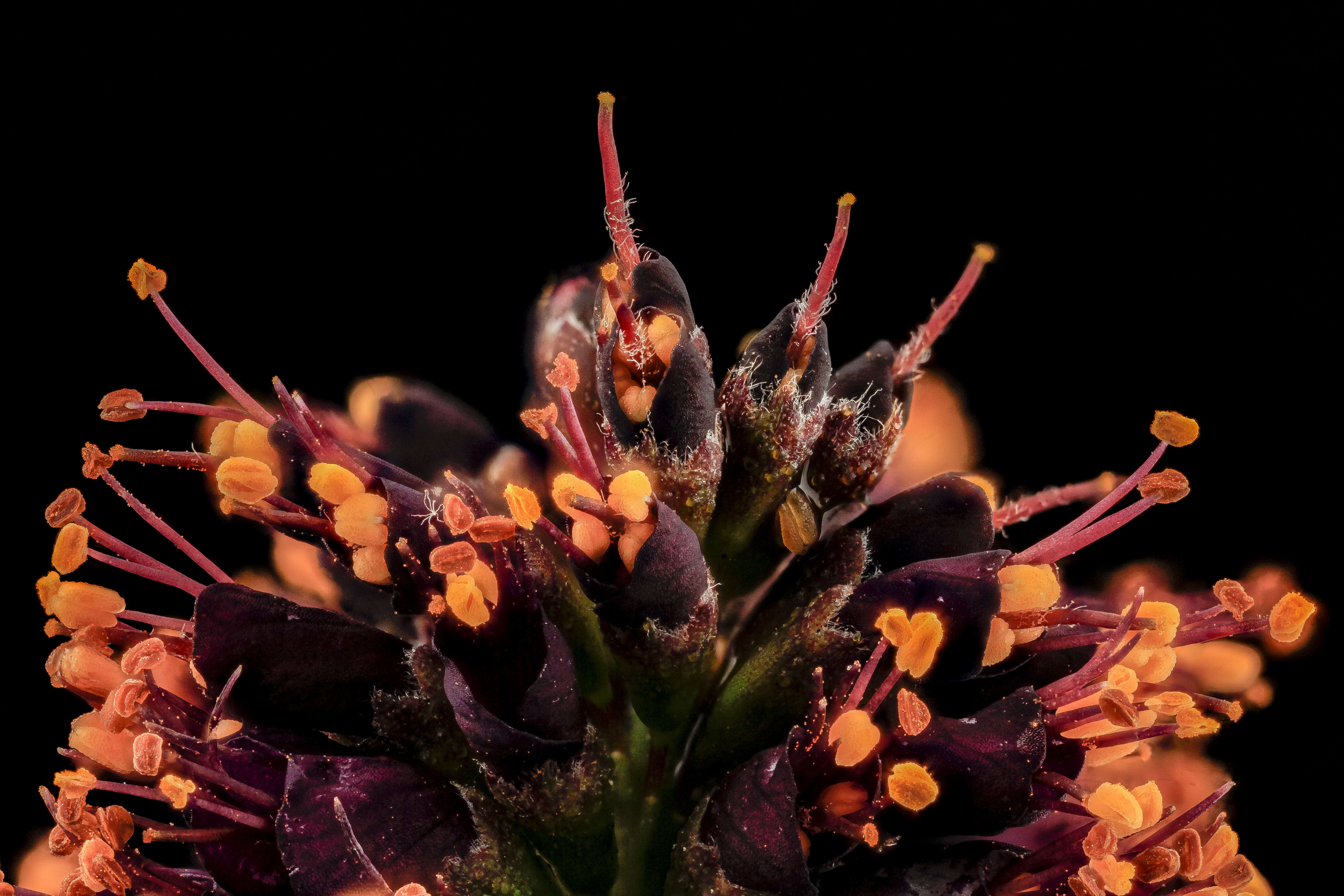 Amorpha fruticosa L. resmi