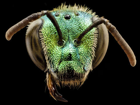 Imagem de Agapostemon splendens (Lepeletier 1841)