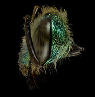 Image of Agapostemon splendens (Lepeletier 1841)