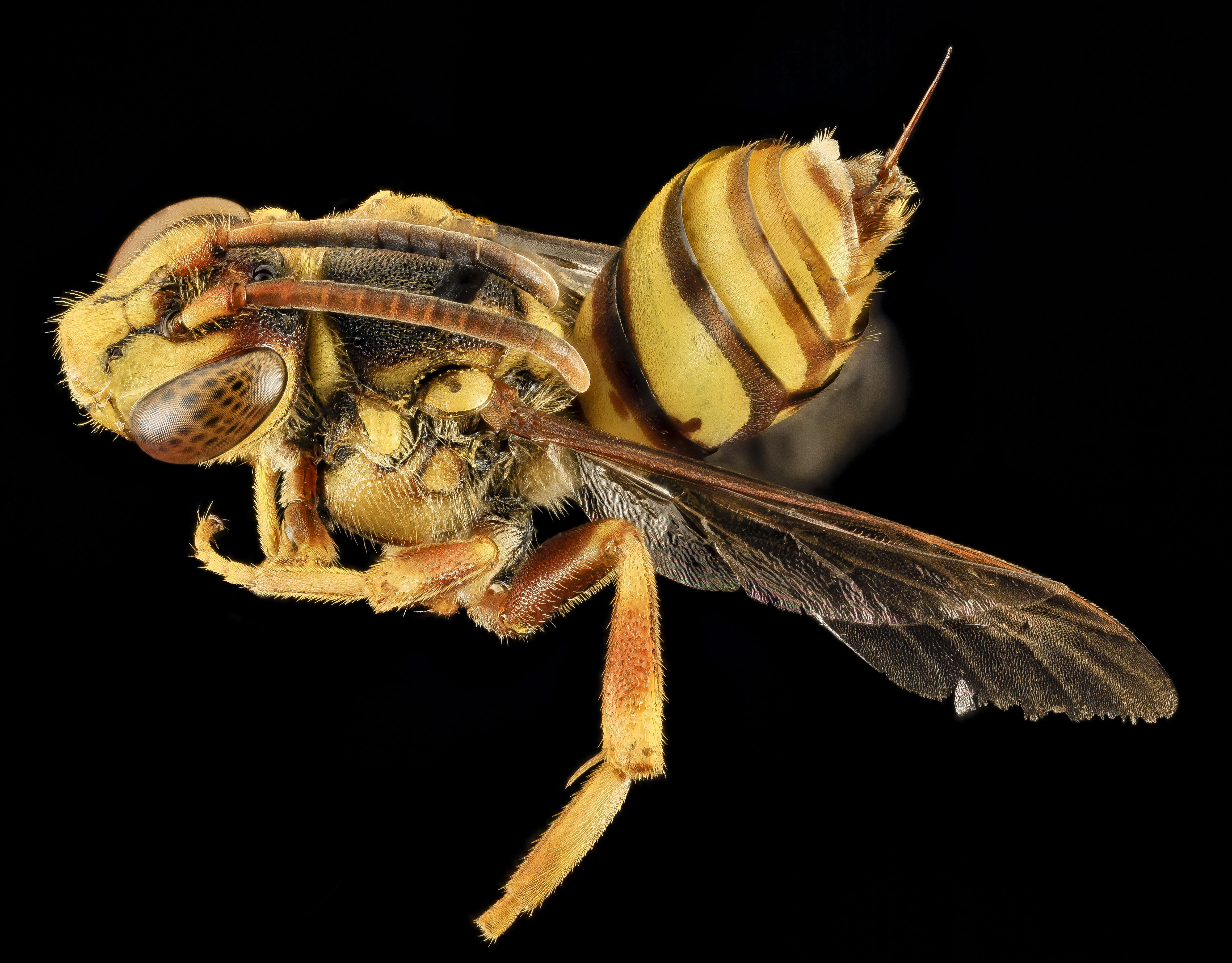 Image of Nomada affabilis Cresson 1878