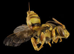 Image of Nomada affabilis Cresson 1878