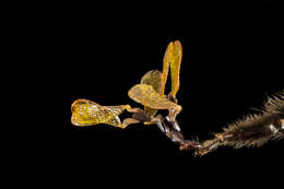 Image of common milkweed