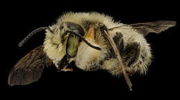 Image of Broad-handed Leaf-cutter Bee