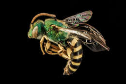 صورة Agapostemon sericeus (Förster 1771)