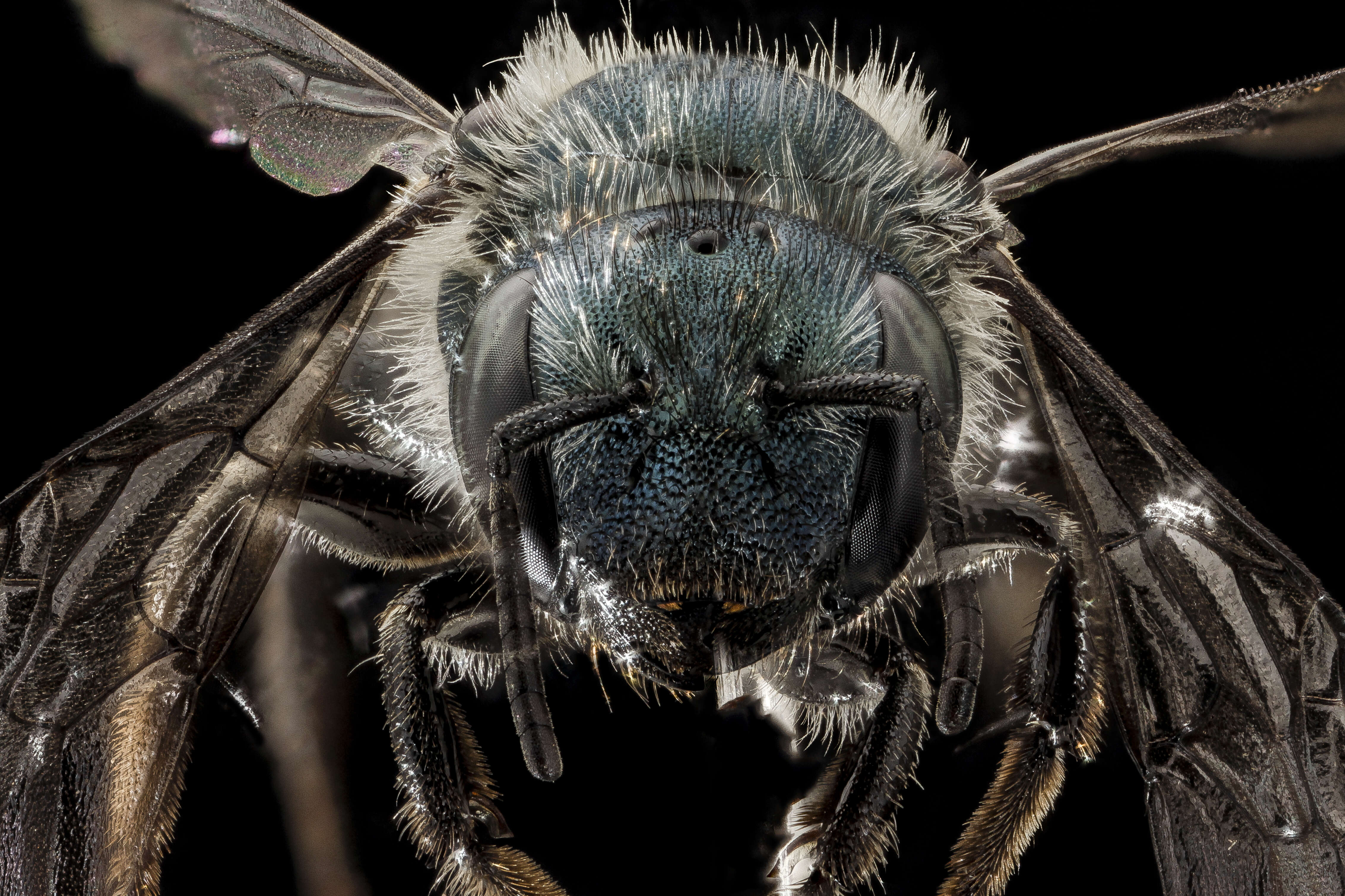 Image of Osmia simillima Smith 1853