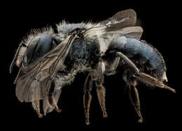 Image of Osmia simillima Smith 1853