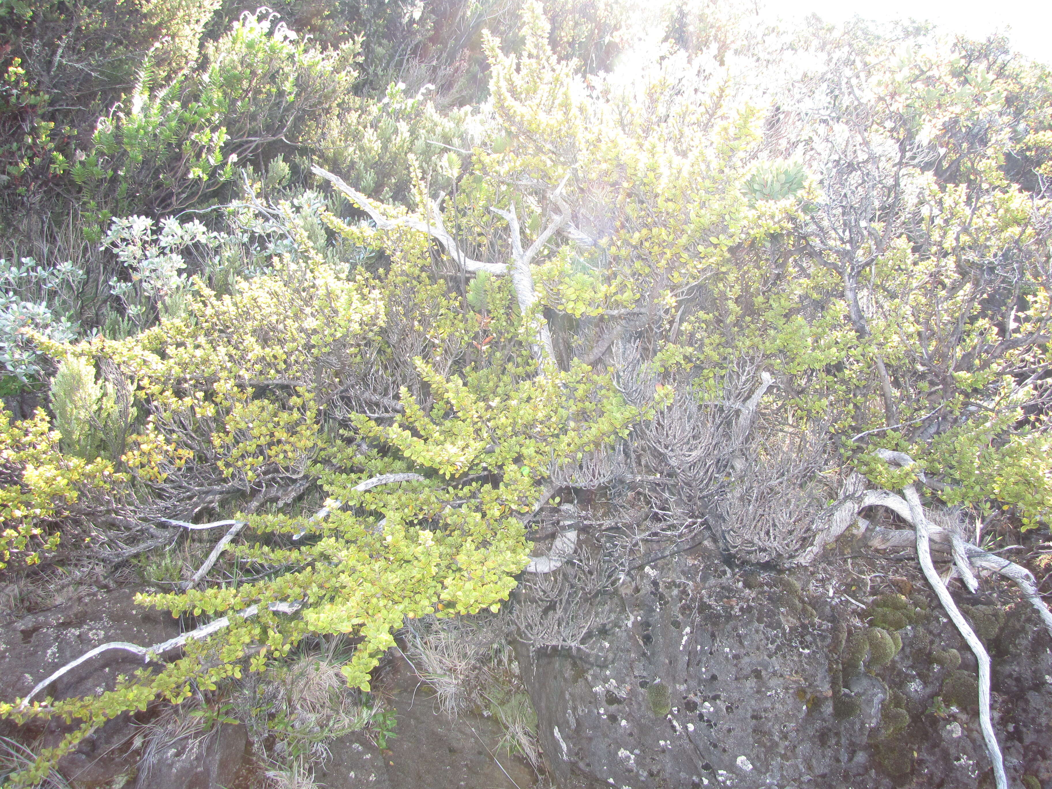 Image of alpine mirrorplant