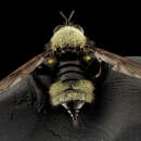 Image of Laphria posticata Say 1824