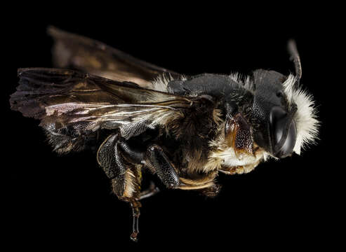 Megachile xylocopoides Smith 1853 resmi