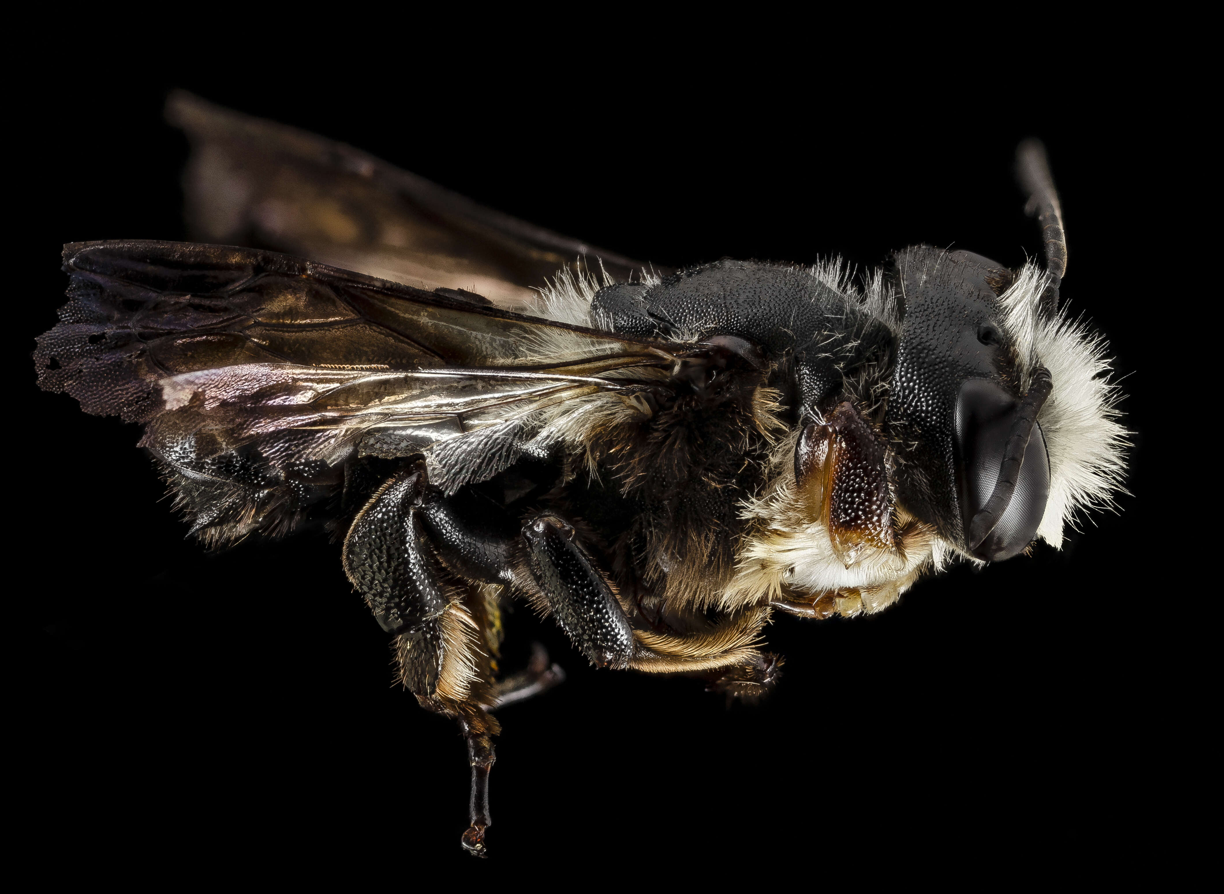 Image of Carpenter-mimic Leaf-cutter Bee