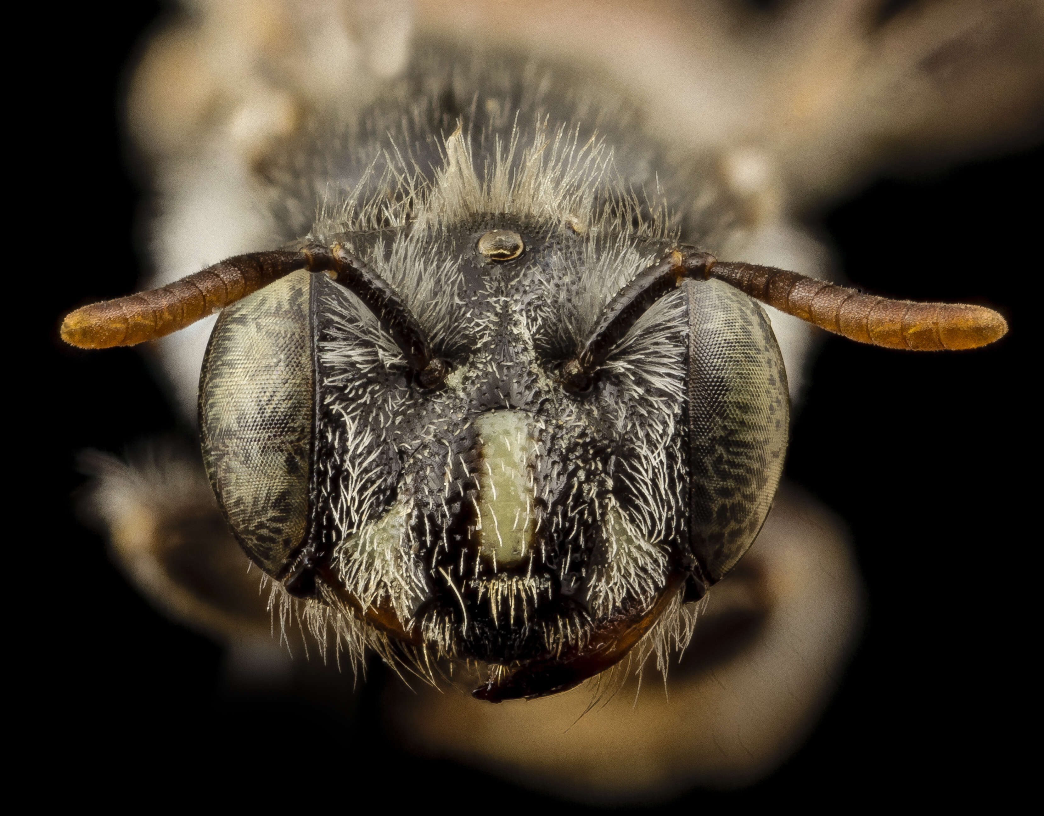 Слика од Meliturgula haematospila Cockerell 1935