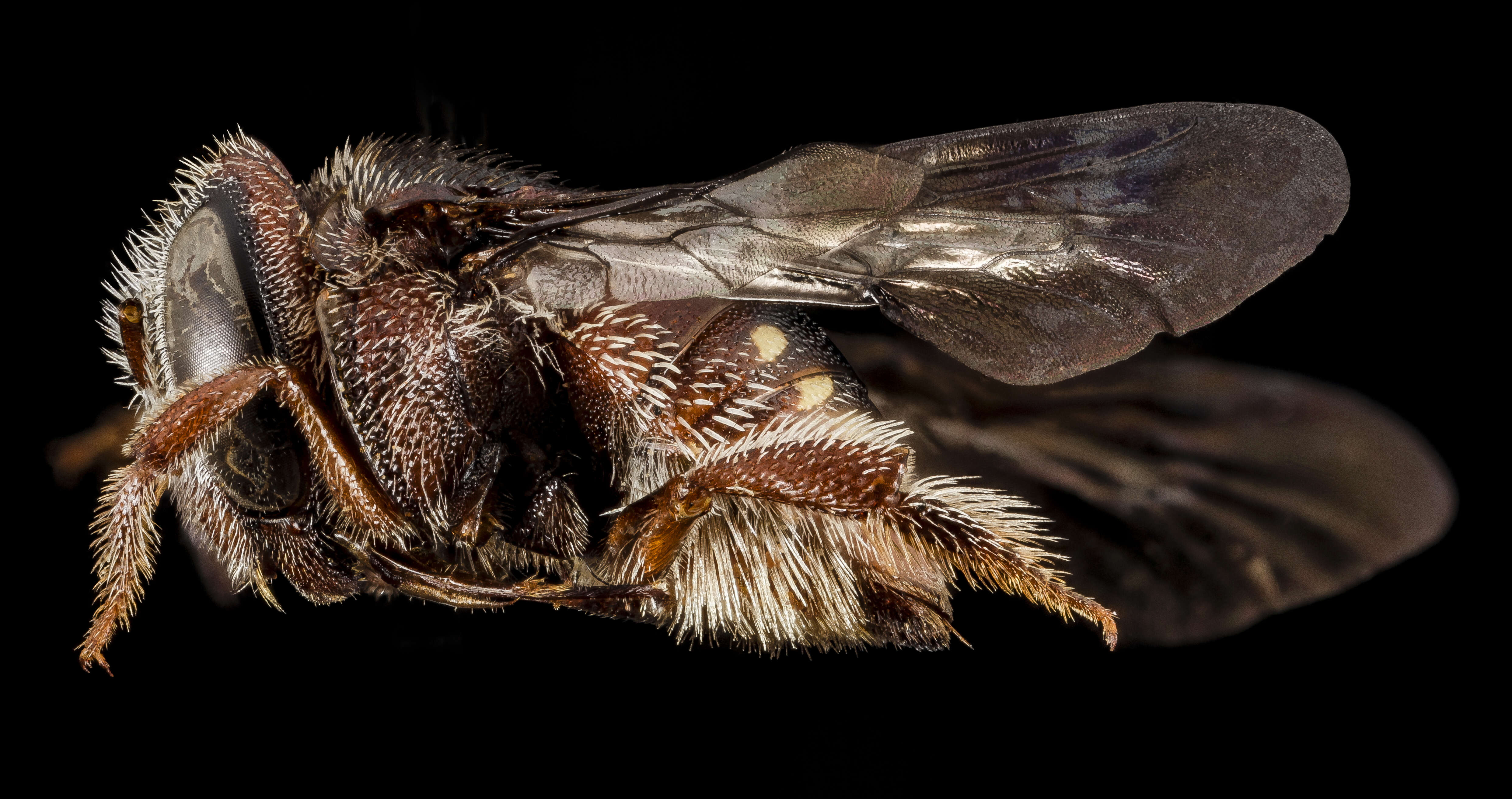 Imagem de Pachyanthidium Friese 1905