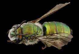 صورة Ctenocolletes smaragdinus (Smith 1868)