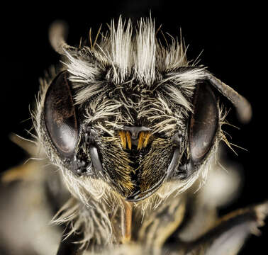 Image of Osmia brevicornis (Fabricius 1798)