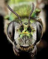 صورة Ctenocolletes smaragdinus (Smith 1868)