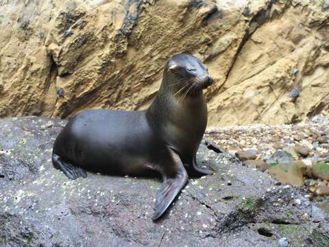 Image of Galapagos Sea Lion