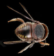 Imagem de Pachyanthidium Friese 1905