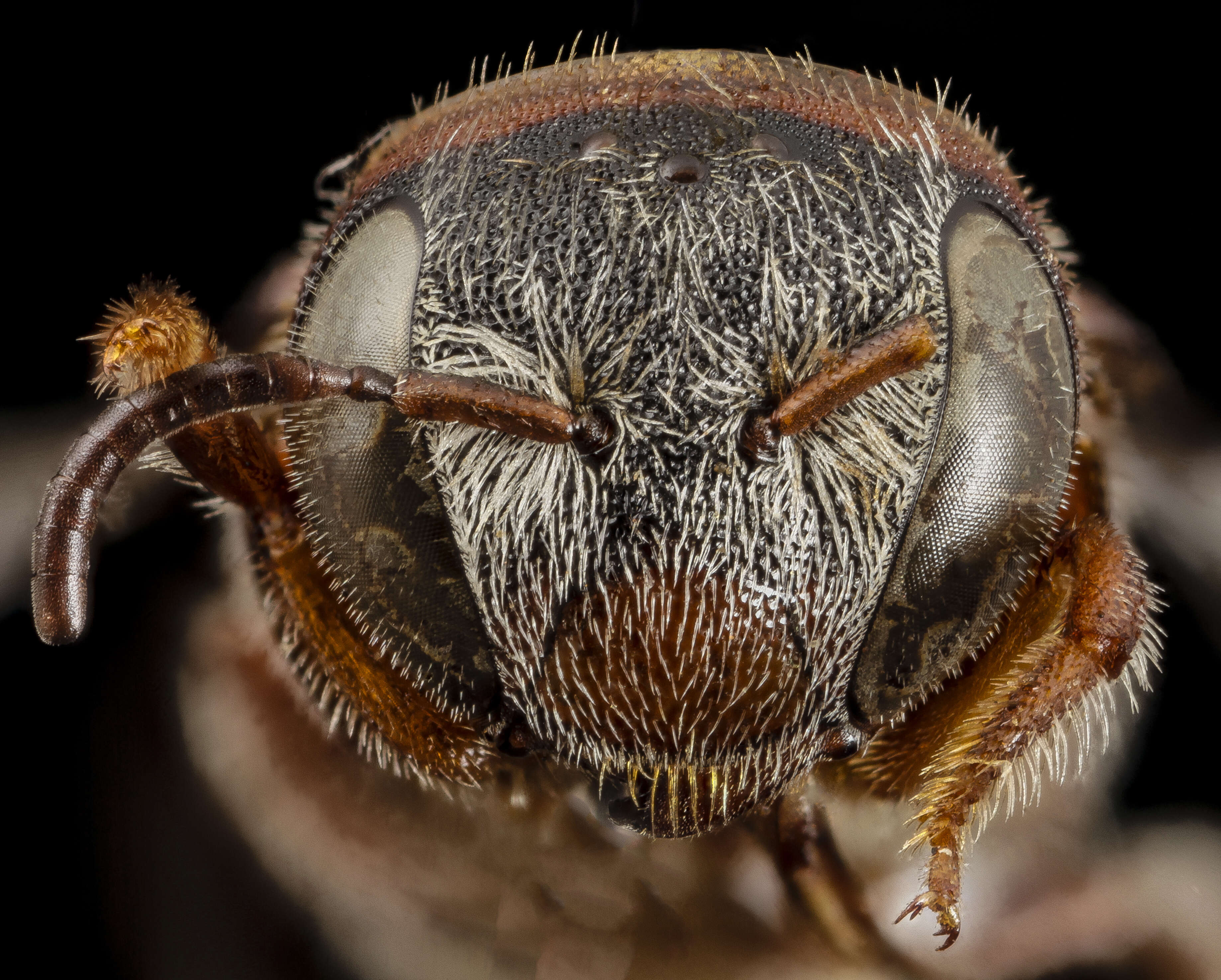 Image of Pachyanthidium Friese 1905