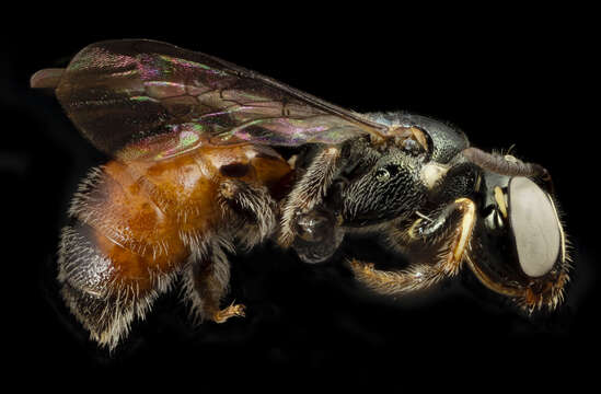 Image de Ceratina tricolor Michener 1954