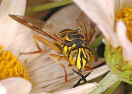 Image of Eastern Hornet Fly