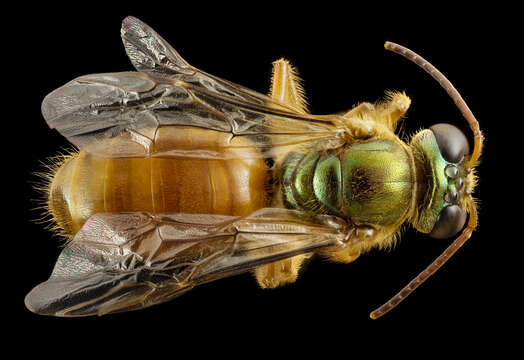 Image of Broad-cheeked Nocturnal-Sweat bee