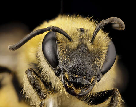 Image of Colletes hederae Schmidt & Westrich 1993