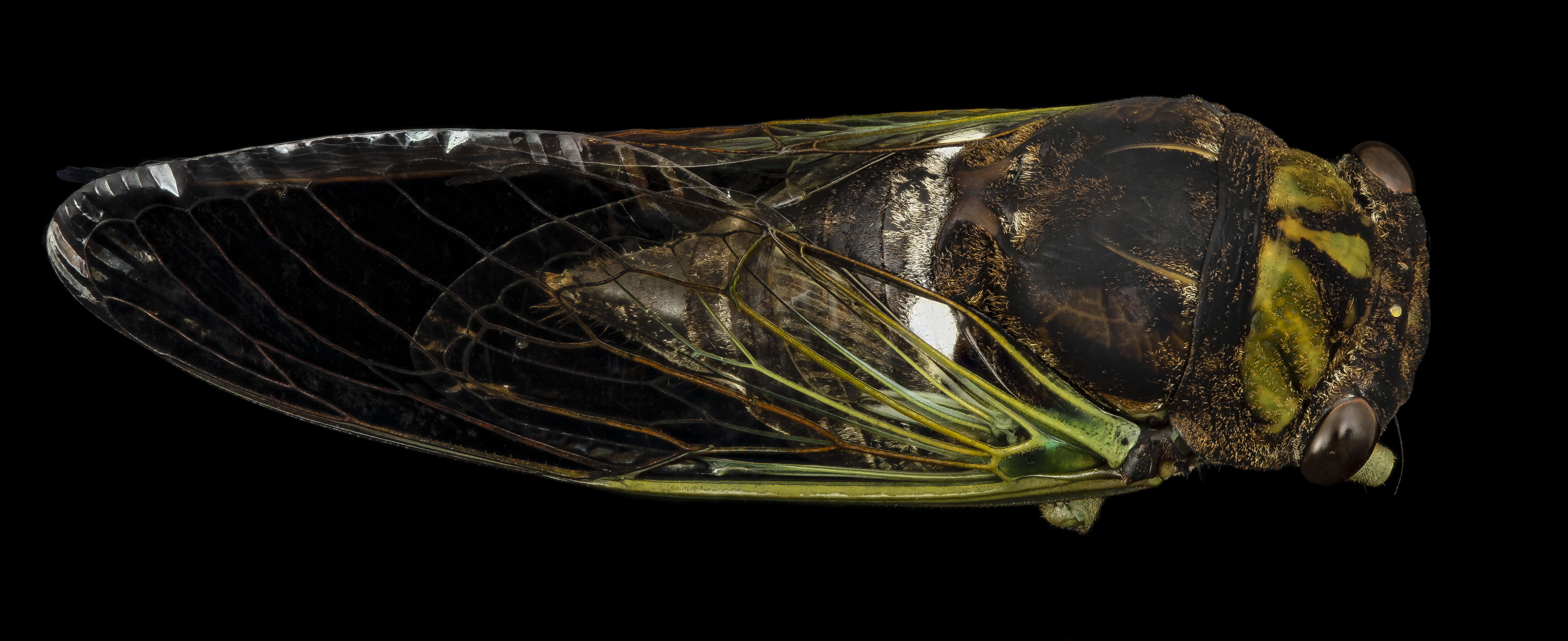 Image of Linne's Annual Cicada