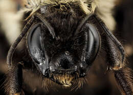 Слика од Bombus affinis Cresson 1864