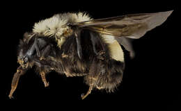 Слика од Bombus affinis Cresson 1864