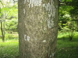 Image of Ilex macropoda Miq.