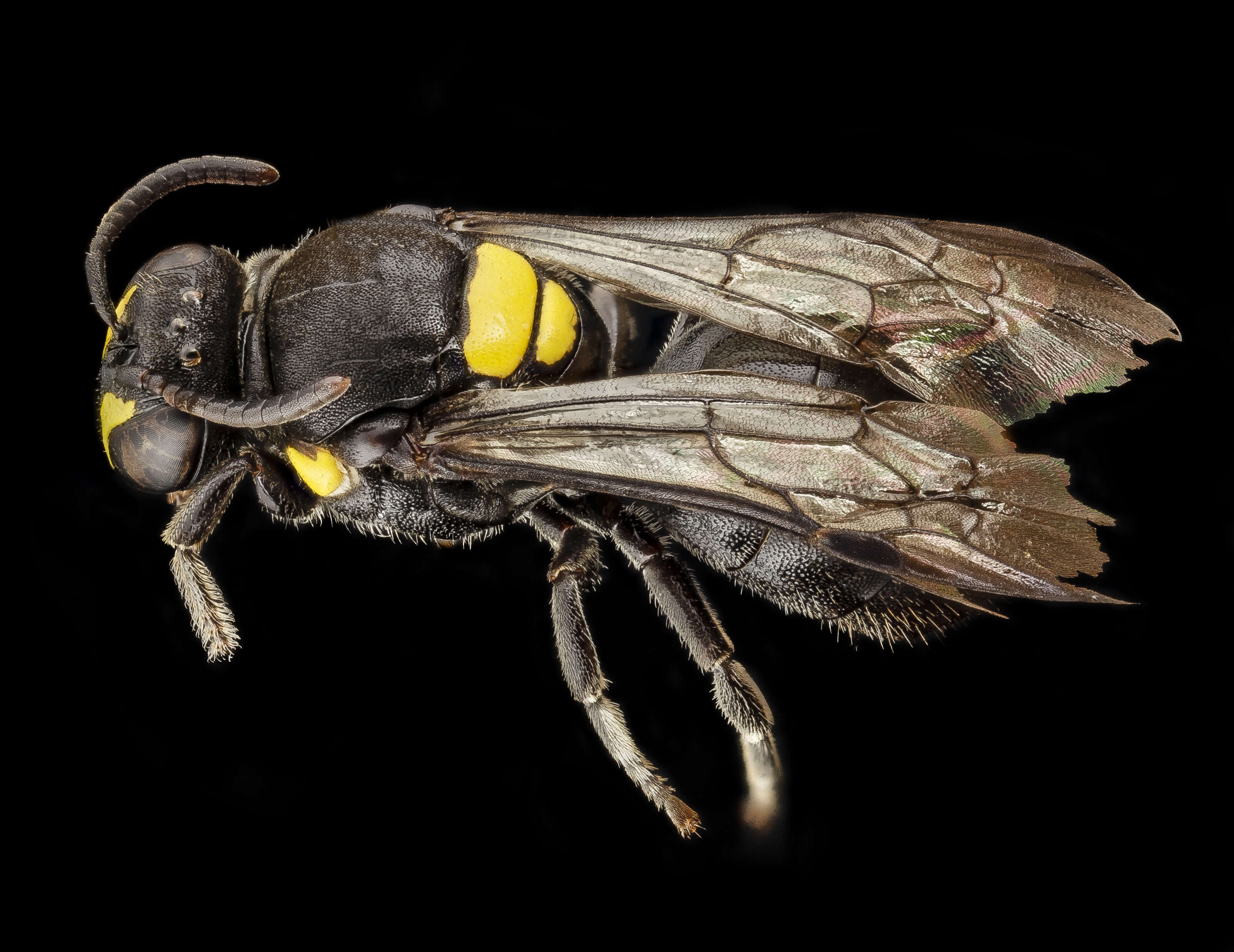 Imagem de Hylaeus nubilosus (Smith 1853)