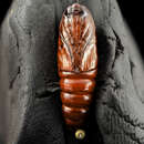 Image of Spodoptera eridania Stoll 1781