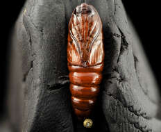 Image of Southern Armyworm Moth