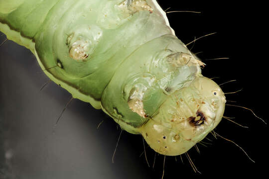 Image of Velvetbean Caterpillar Moth