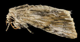 Image of Southern Armyworm Moth