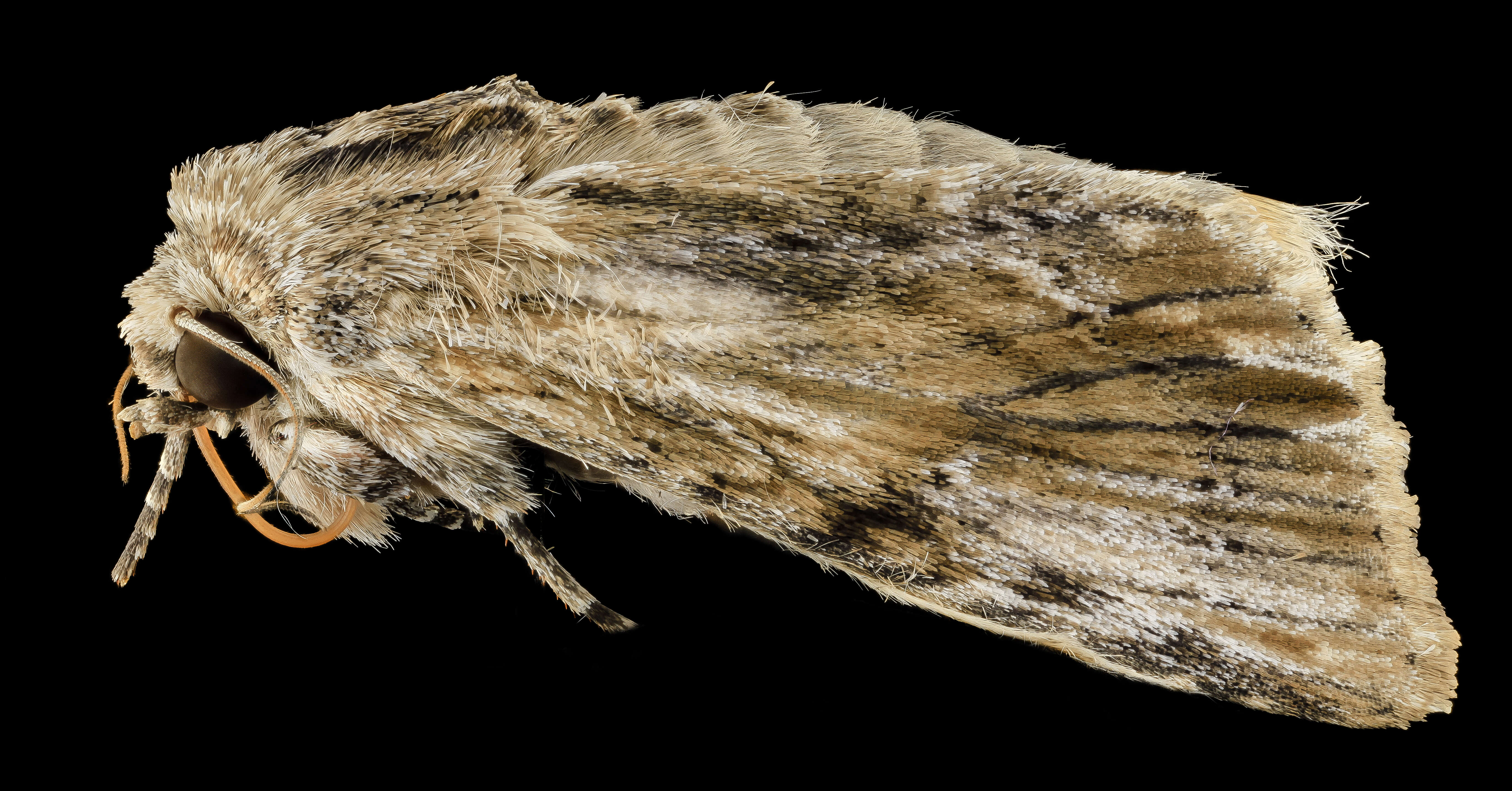 Image of Southern Armyworm Moth