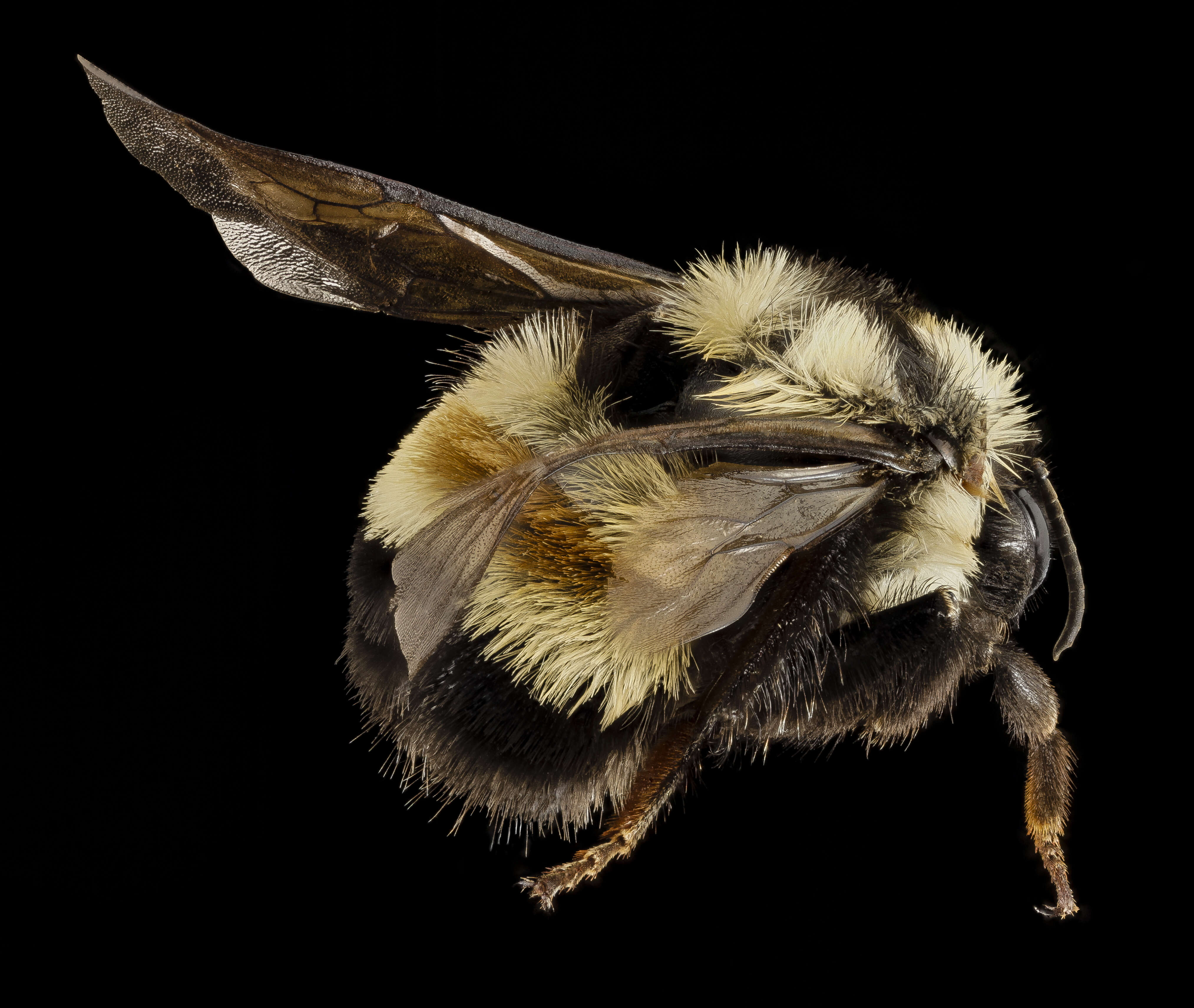 Слика од Bombus affinis Cresson 1864