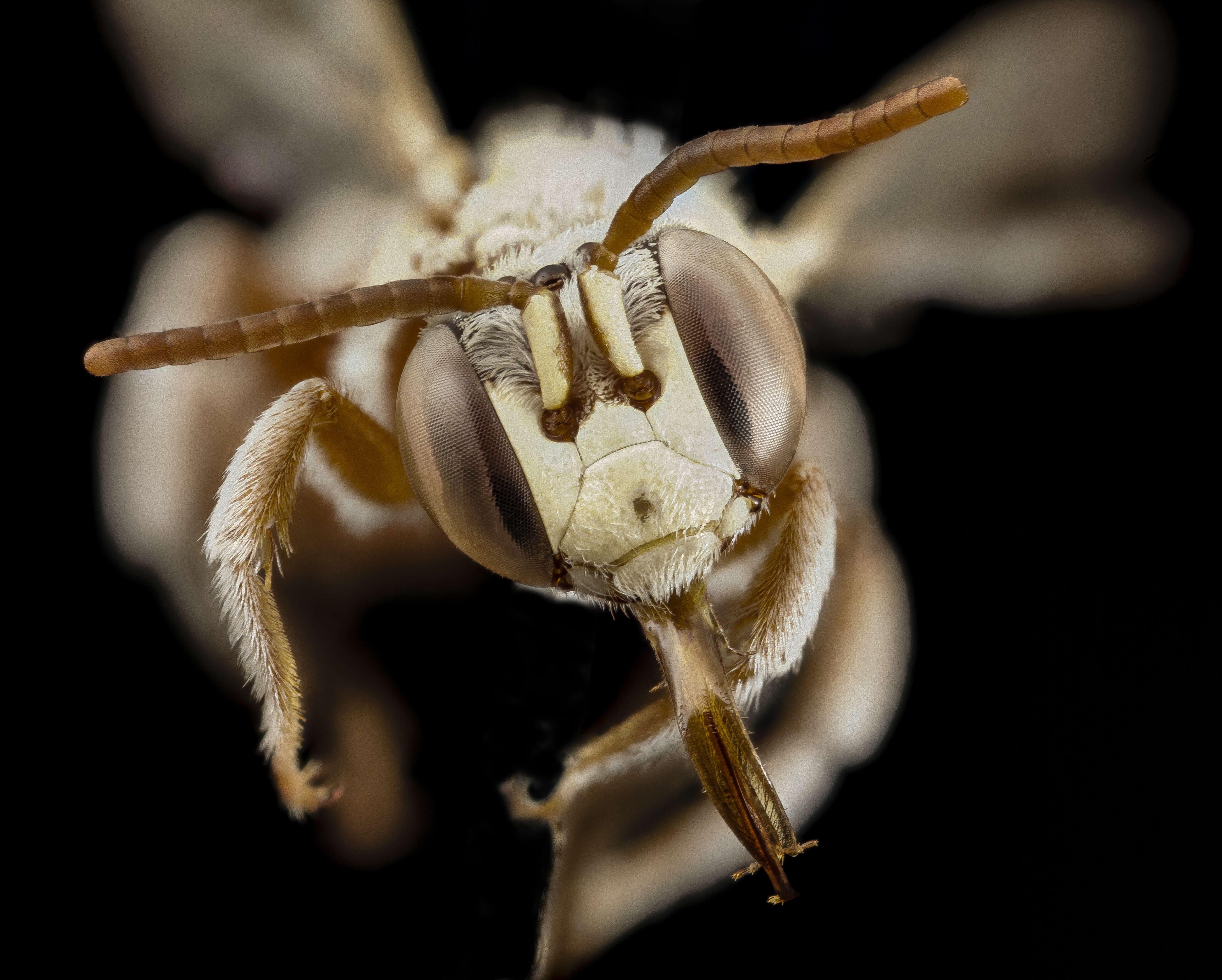 Image of Tarsalia persica (Warncke 1979)