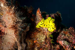 Image of Giant yellow nudibranch