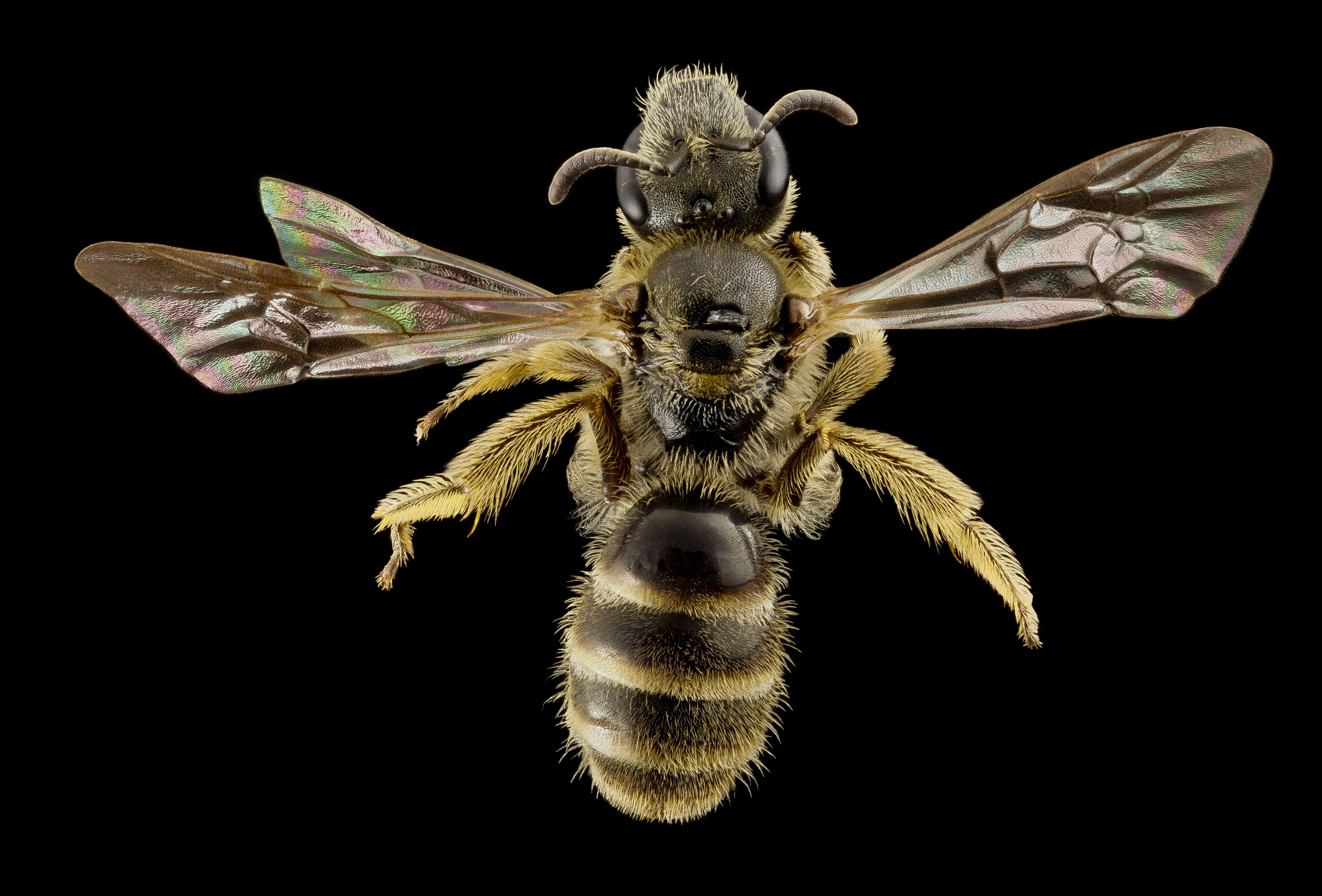 Image of Lasioglossum albipes (Fabricius 1781)