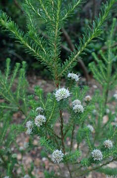 Sivun Darwinia diosmoides (DC.) Benth. kuva