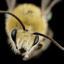 Image of Hairyeye Bee