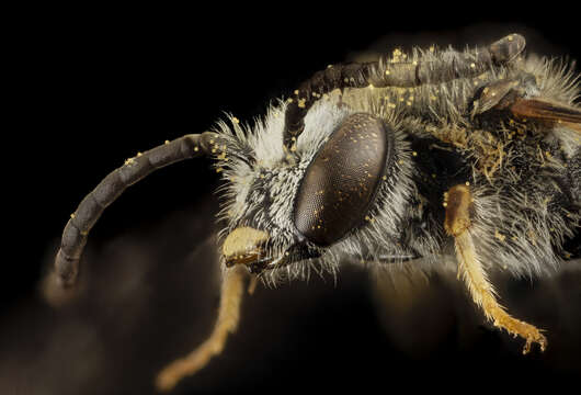 Image of Lasioglossum albipes (Fabricius 1781)