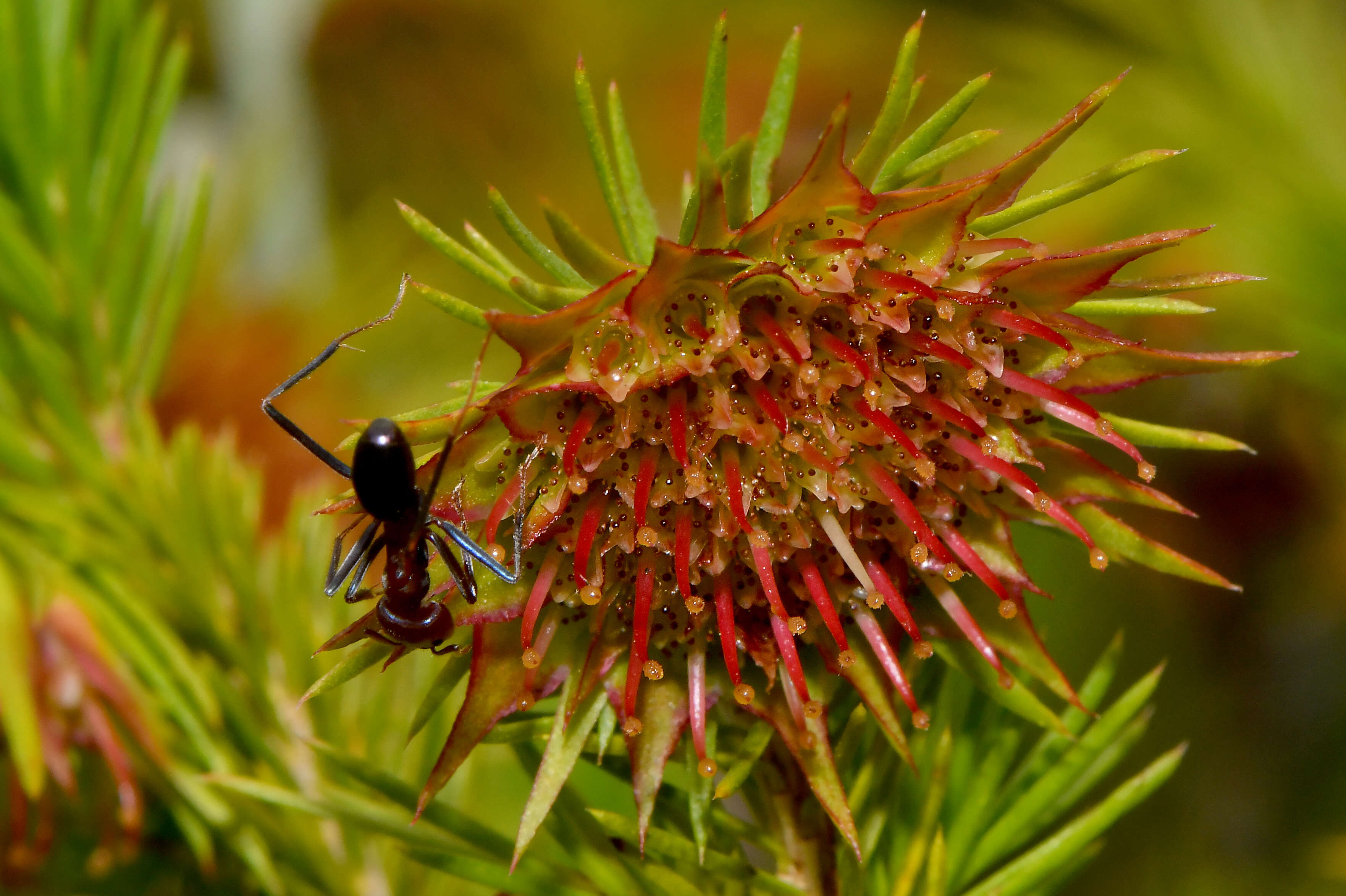 Image of Darwinia acerosa W. Fitzg.