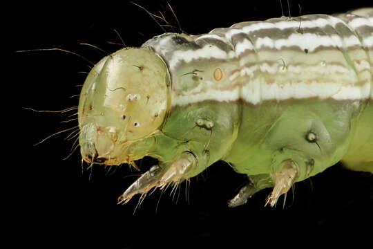 Image of Velvetbean Caterpillar Moth