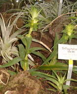 Image of Orthophytum sucrei H. Luther