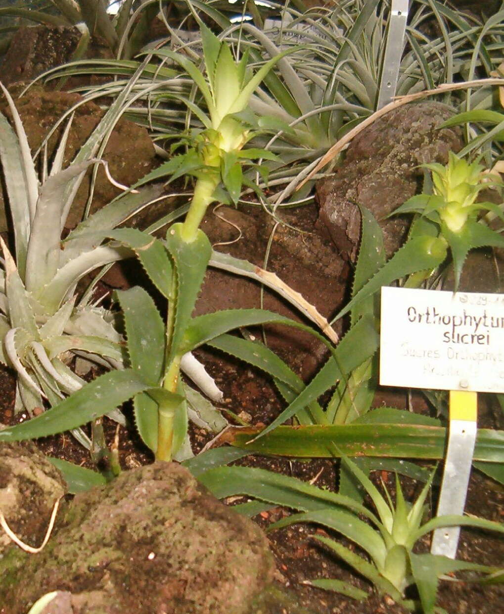 Image of Orthophytum sucrei H. Luther